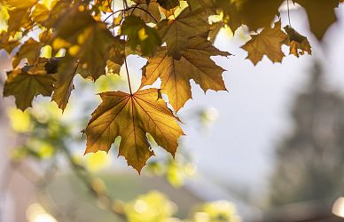 Goldene Herbstblätter eines Ahorns hängen an Zweigen, beleuchtet von sanftem Sonnenlicht, mit einem verschwommenen Hintergrund aus Bäumen und Himmel.