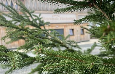 Nahaufnahme eines Tannenzweigs im Vordergrund, verschwommener Holzbau im Hintergrund mit einem Schild. Sonniges Wetter betont die grünen Nadeln des Baums.