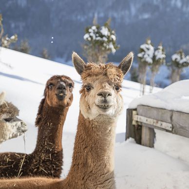 Sweet petting zoo at Hundsbichl Alm