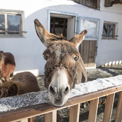 Donkey in the petting zoo at Hundsbichl Alm