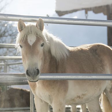 Horses to love