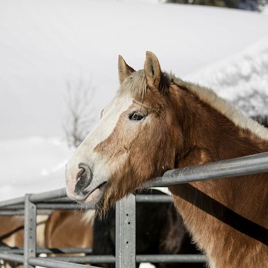 Pferdefreuden am Hundsbichl