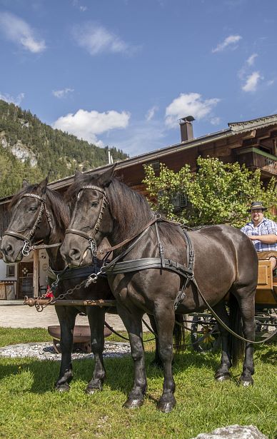 Horse-riding & horse-drawn carriage rides at any time of the year