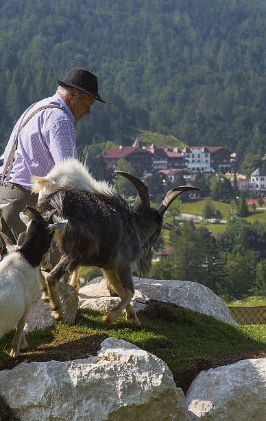 Romantische Pferdekutschenfahrt