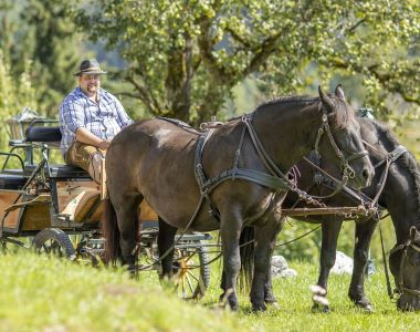 Horse-riding & carriage rides
