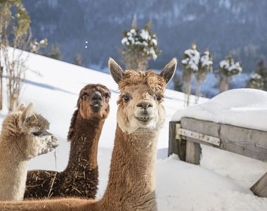 Drei Alpakas stehen im Schnee vor einem winterlichen Hintergrund mit Bäumen und einem Holzzaun. Sie schauen neugierig in die Kamera.