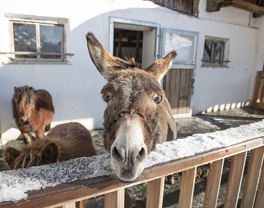 Lärchenhof Hundsbichl Alm