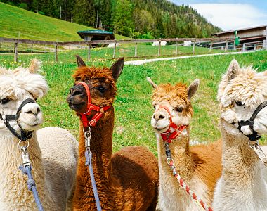 Lärchi’s Family Time Out